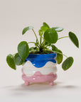 PLANT POT PABLO | SWEET & SUAVE